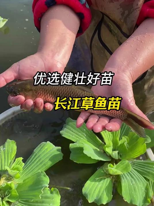 草鱼苗淡水活体小鱼苗好养殖食用活物冷水观赏鱼#三农 #养殖 #草鱼苗