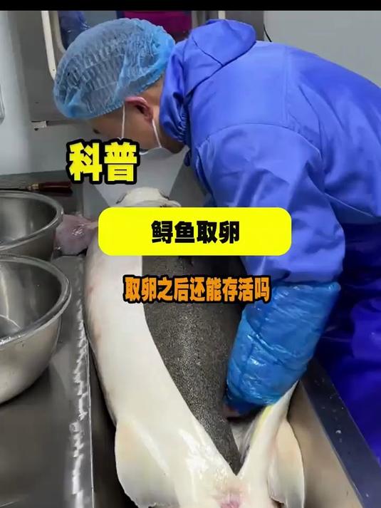 据传言这些鲟鱼,被取卵之后还能存活,这是真的吗