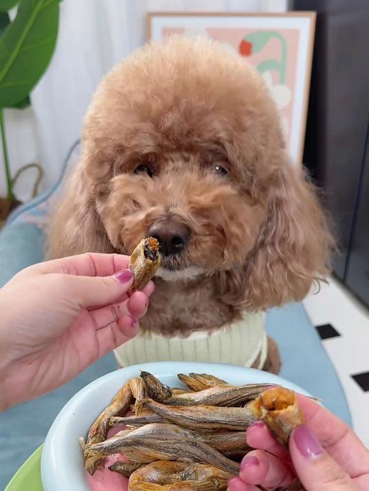 满腹鱼籽的冻干多春鱼,酥酥脆脆,狗子一口一个吃的可香了