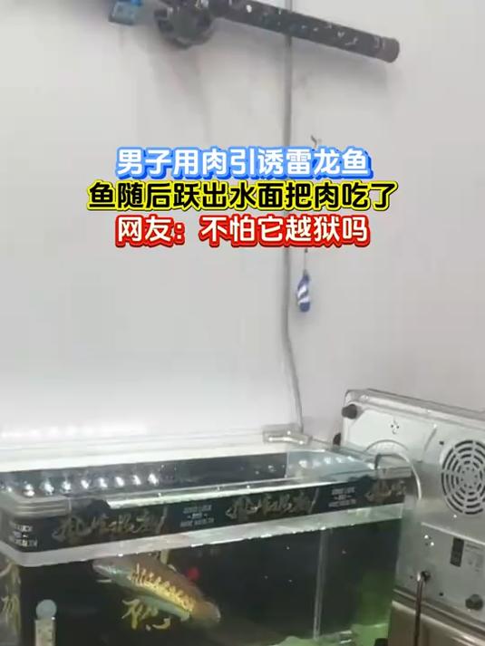 男子用肉引诱雷龙鱼,鱼随后跃出水面把肉吃了,网友:不怕它越狱吗