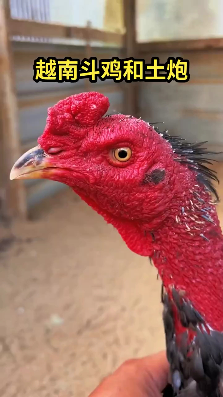 来聊聊越南斗鸡和土炮