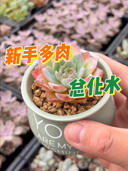 多肉化水的原因,新手朋友可以了解一下