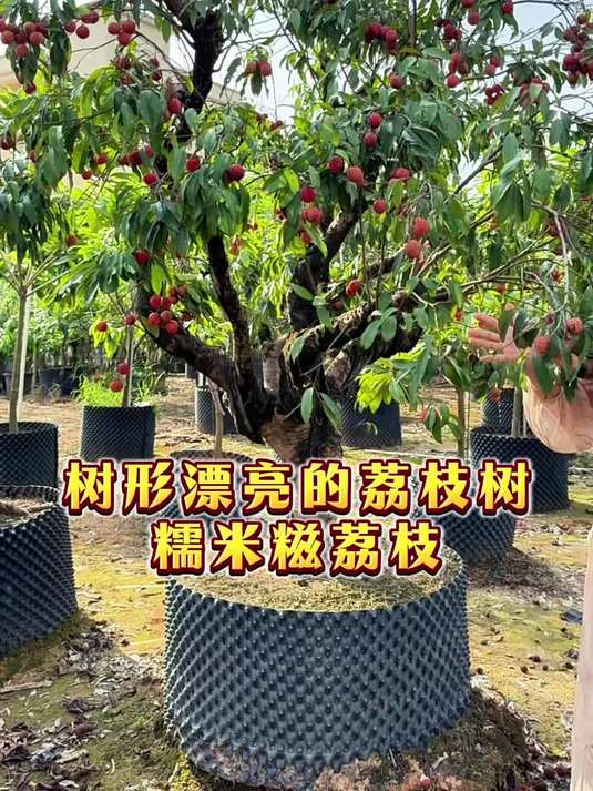 这棵糯米糍荔枝树结果太多了,红彤彤的真漂亮