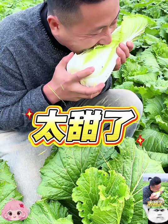 入冬三件套龙芽大白菜您一定不能错过!无筋无丝开锅就烂好吃极了