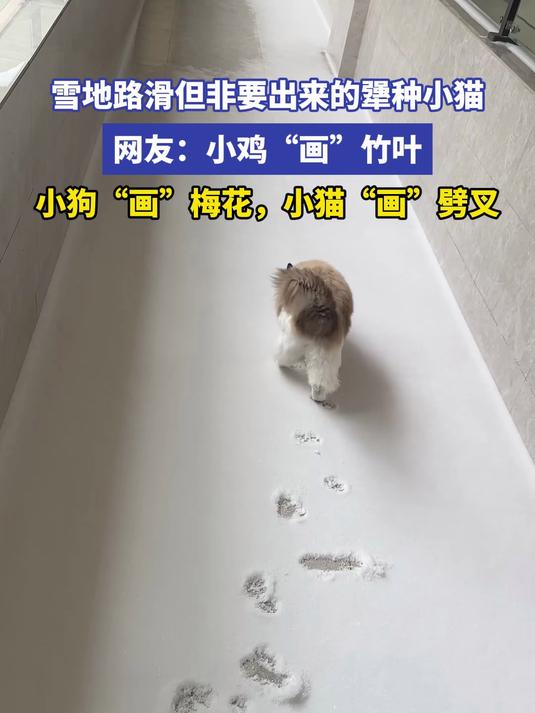 雪地路滑但非要出来的犟种小猫 网友:小鸡“画”竹叶