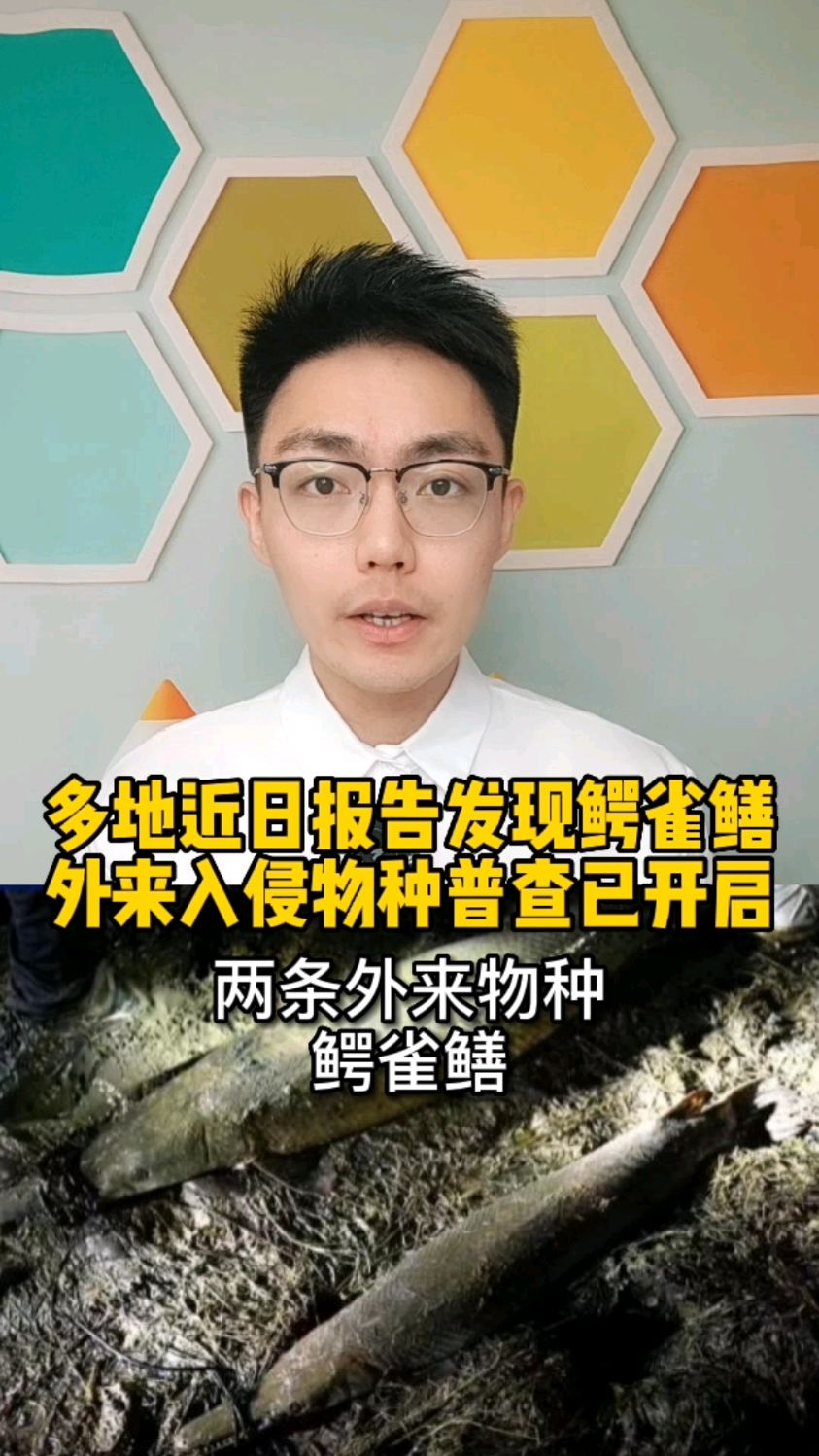 农业部门开展外来入侵物种去查,怪鱼鳄雀鳝是什么?有何危害