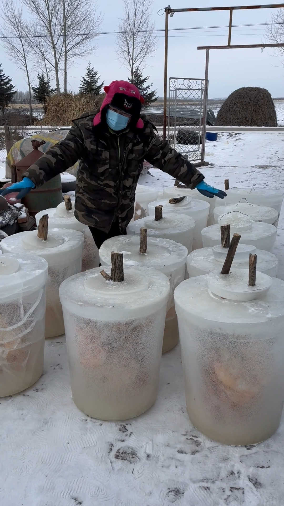 天然大冰箱冻散养大公鸡