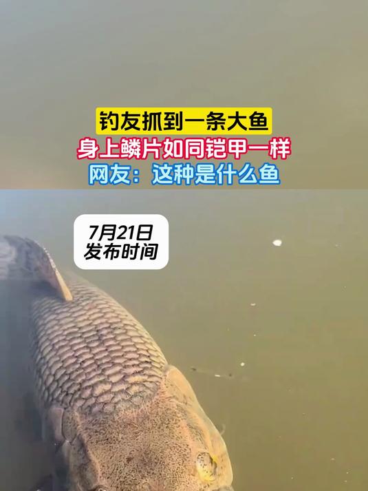 钓友抓到一条大鱼,身上鳞片如同铠甲一样,网友:这种是什么鱼