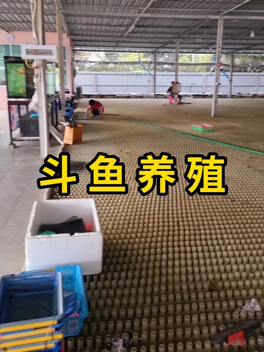 斗鱼养殖,居然可以放在瓶子里养!