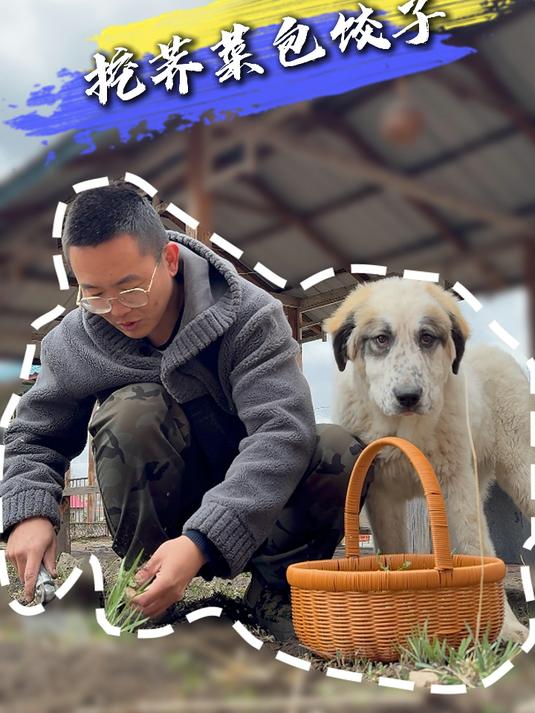 东北春日限定野味,挖荠菜包饺子,这口不吃真会后悔