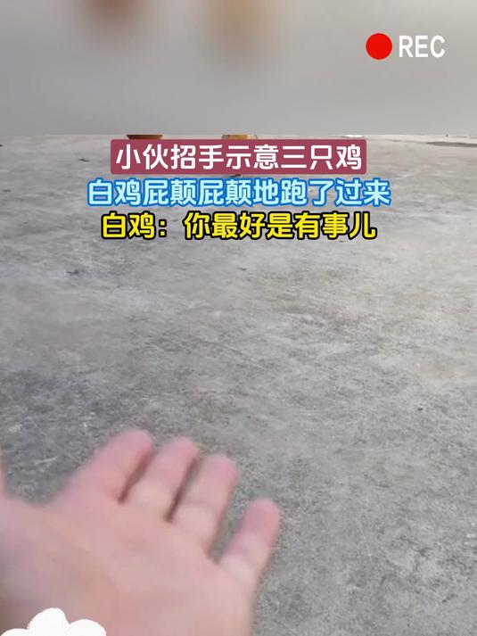 小伙招手示意三只鸡，白鸡屁颠屁颠地跑了过来，白鸡：你最好是有事儿