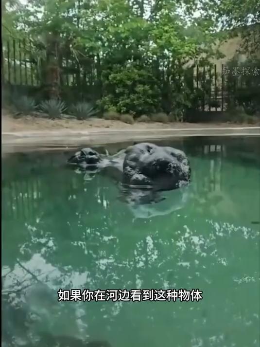 世界上嘴巴最长的鳄鱼