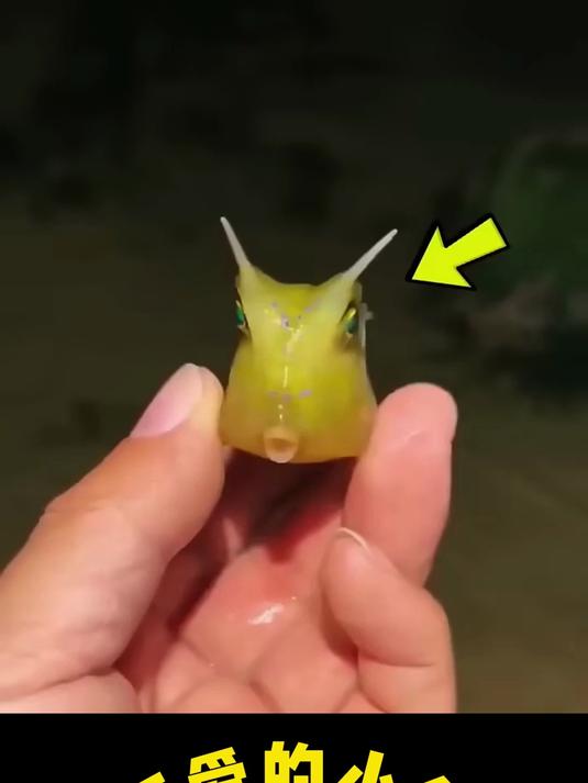 可爱的小鱼
