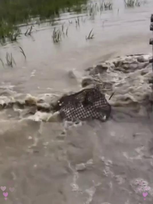 凉拌菜灵魂!橄榄油淋一勺,鲜香翻倍食欲大开