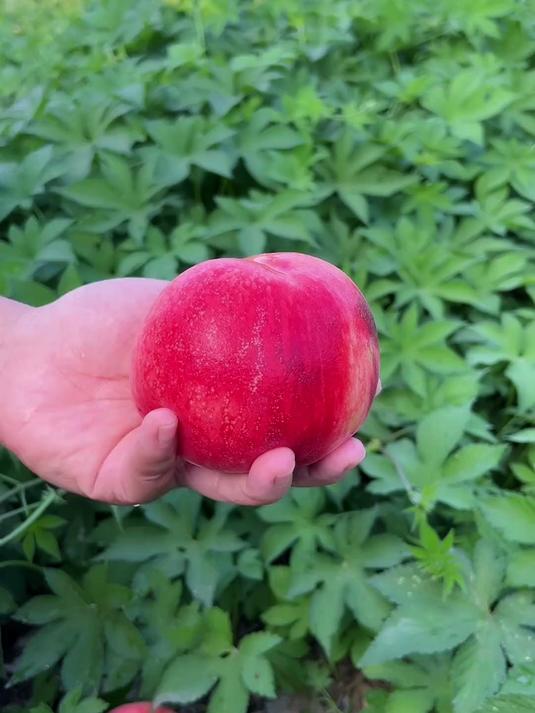 非常浓郁的白凤水蜜桃 口感真的太棒了！这一口爆汁的感觉太爽了