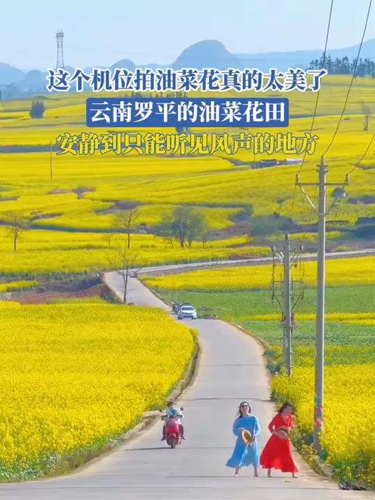 云南罗平的油菜花田,安静到只能听见风声的地方