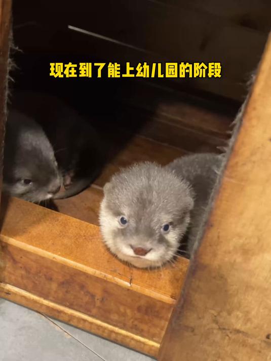 水獭宝宝沾了水秒变表情包，萌化了