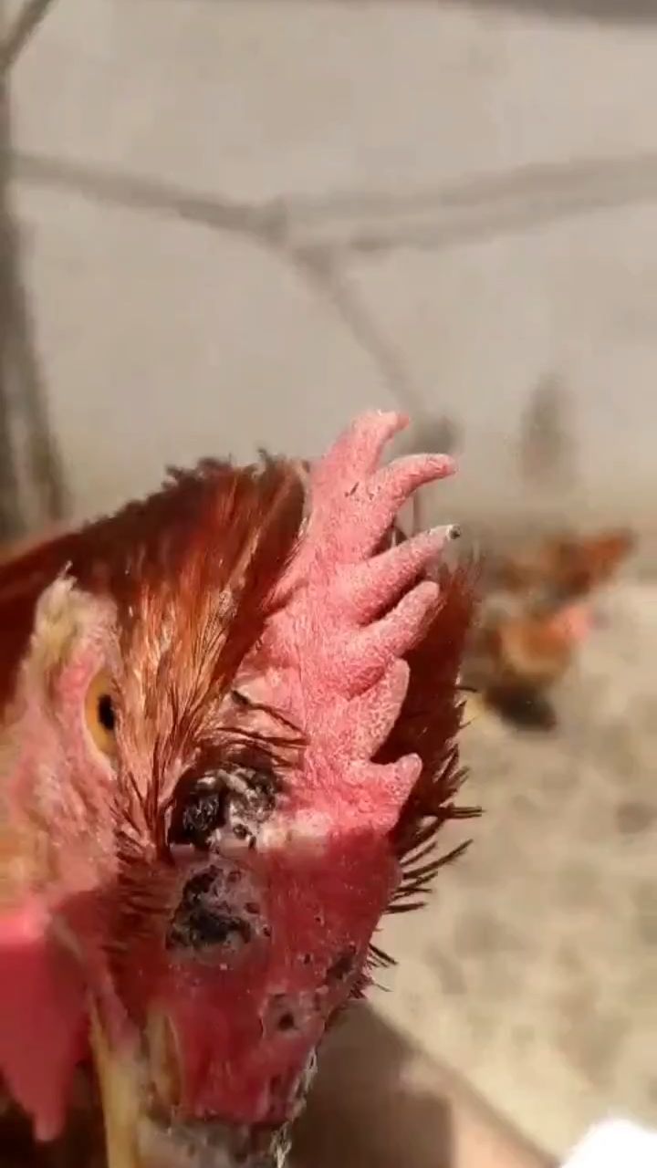 鸡长痘痂,黑斑,水泡,一招解决
