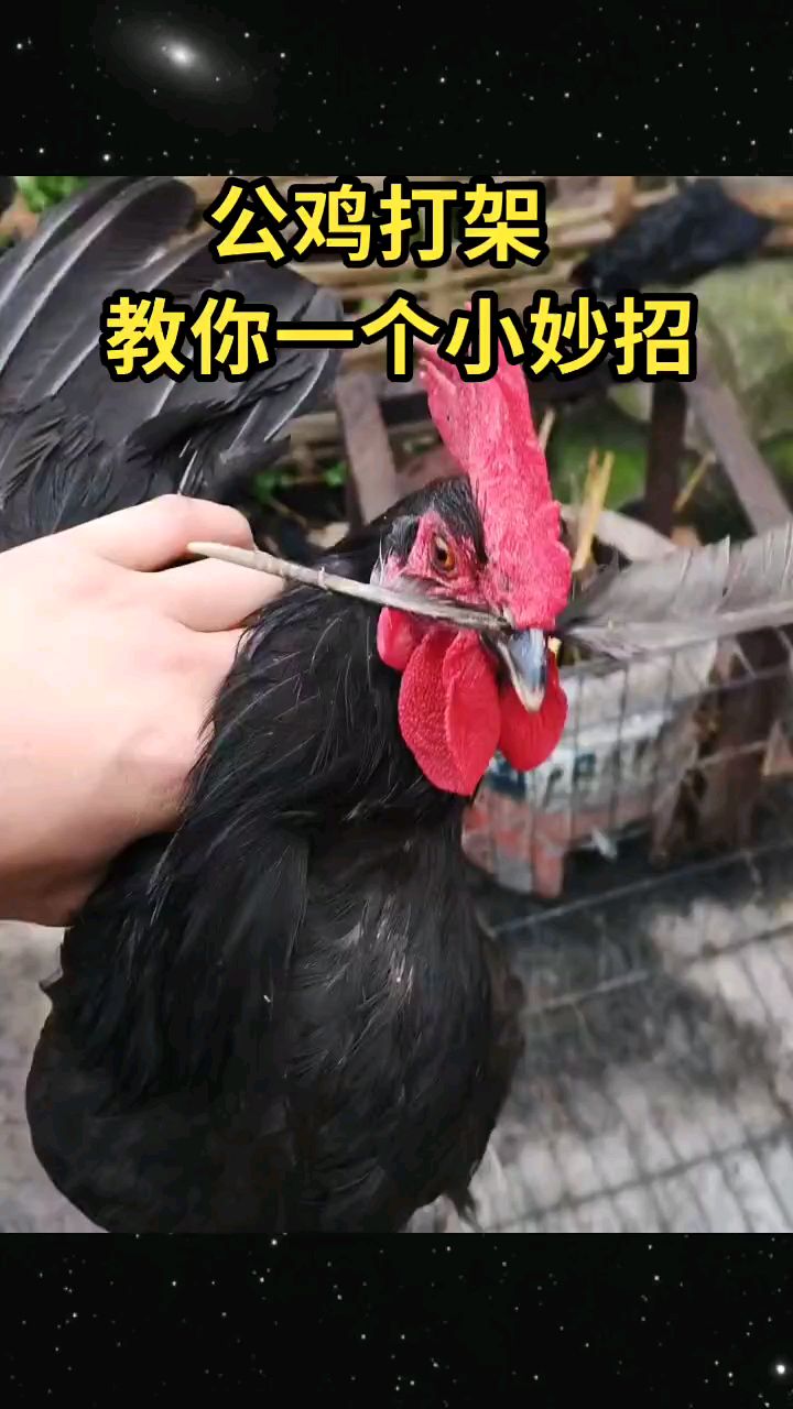 公鸡打架教你一个小妙招