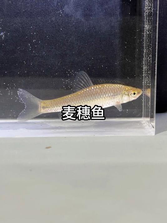 钓鱼人又爱又恨的小杂鱼