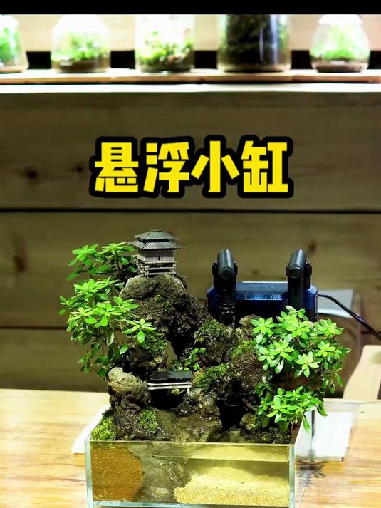 悬浮小缸小教程来了,又简单又好看!