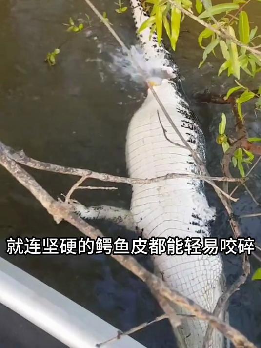 为什么往水里丢一块肉,水就沸腾了?食人鱼 动物科普