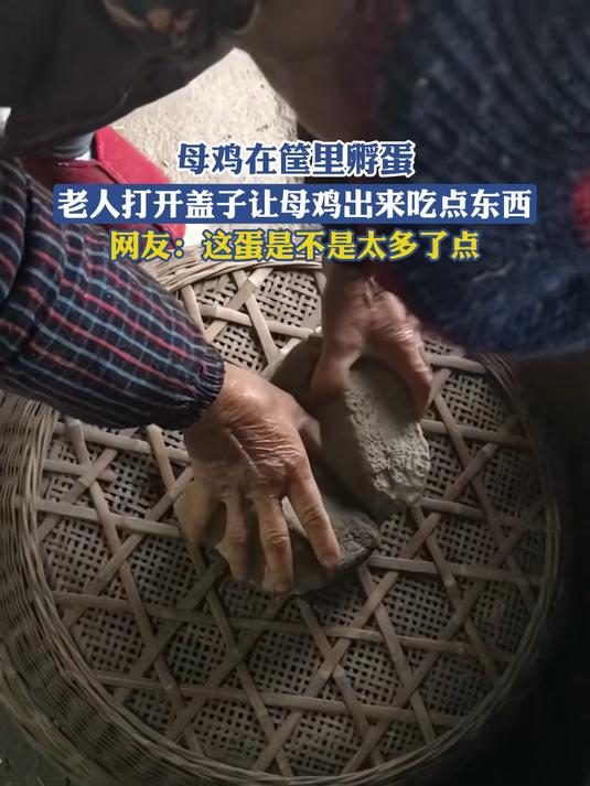 #春启新知计划#母鸡在筐里孵蛋,老人打开盖子让母鸡出来吃点东西,网友:这蛋是不是太多了点