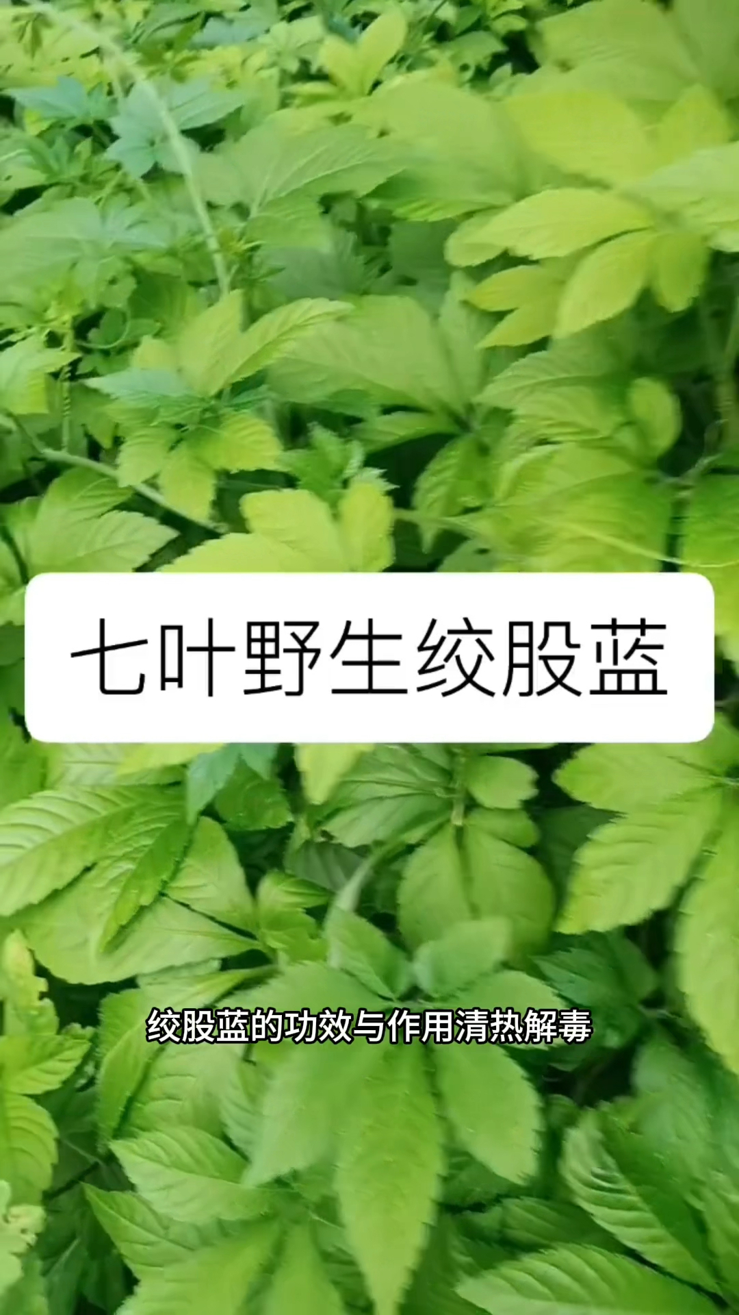 绞股蓝的功效与作用,日常养生好搭档