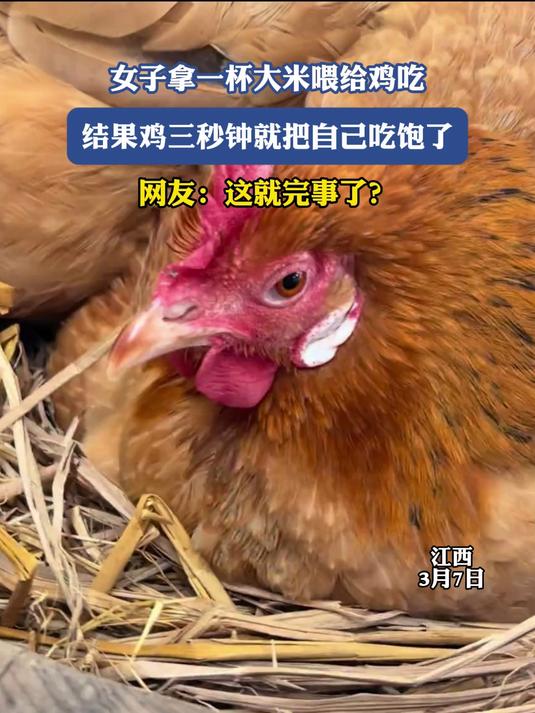 女子拿一杯大米喂给鸡吃,结果鸡三秒钟就把自己吃饱了