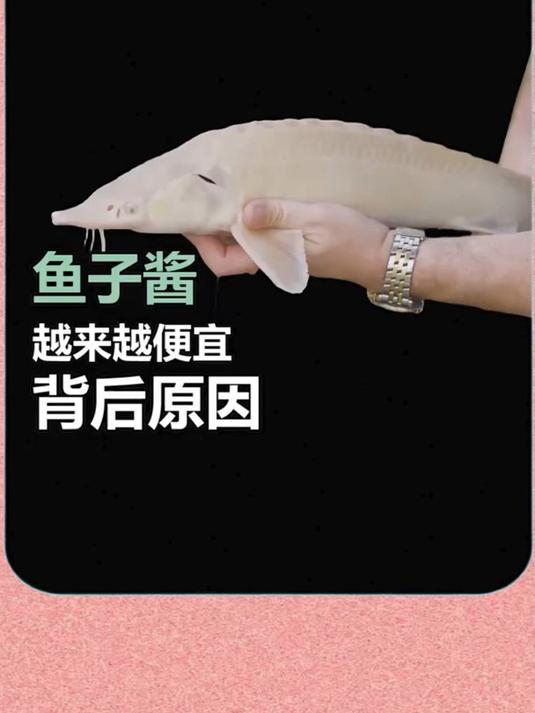 鱼子酱越来越便宜,背后的原因是什么?