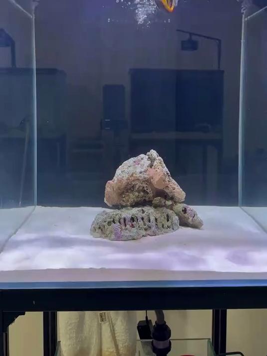 给七彩鳗鱼找小弟