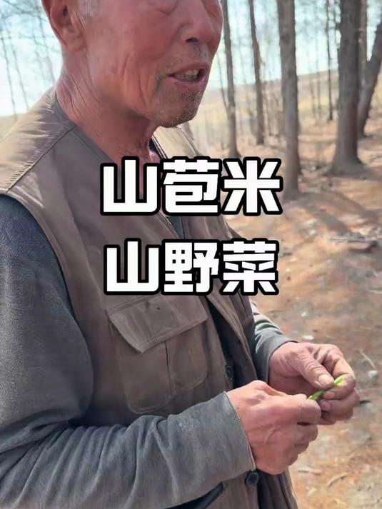 老猎人讲述山里野菜#春日收藏家#
