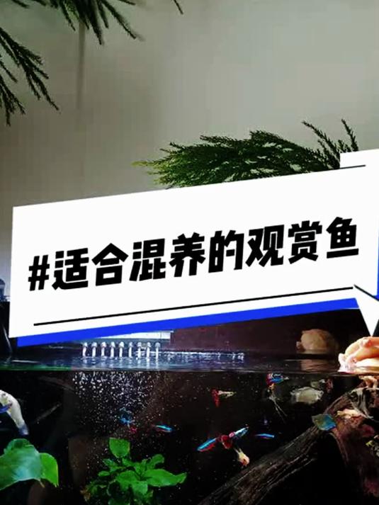 适合混养的观赏鱼