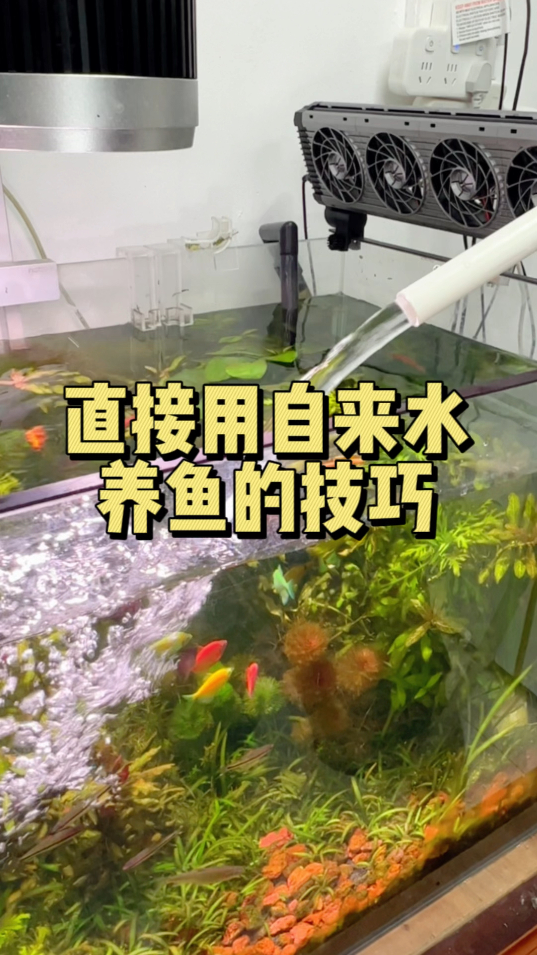 自来水有氯气不能直接用来养鱼,你想直接用的话,建议在水里加两片鱼乐宝。#水族#鱼乐