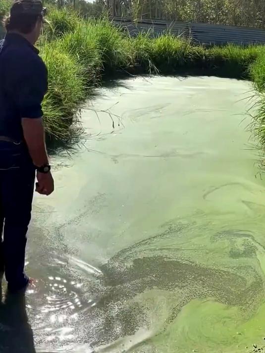 揭秘鳄鱼的 “致命伪装术”