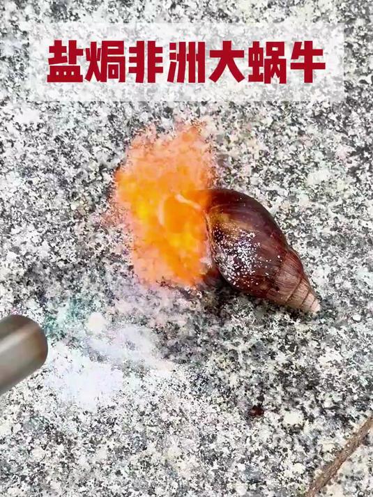盐焗非洲大蜗牛