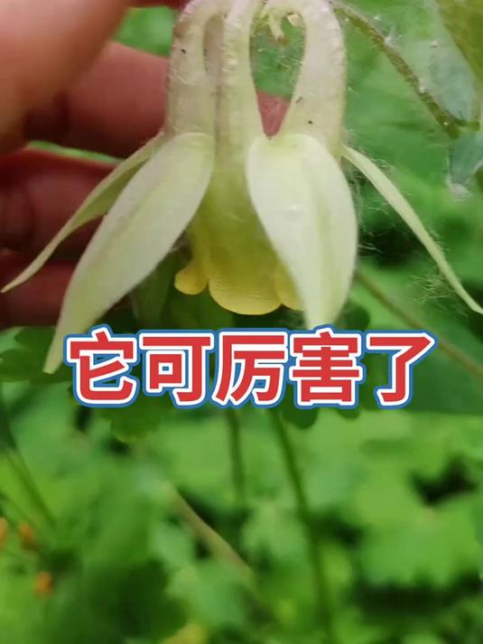 耧斗菜 每天分享野生花草