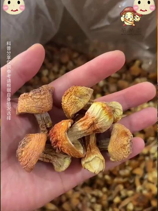 云南姬松茸·自然馈赠野生巴西菇干货,浓郁菌香,炖汤炒菜皆鲜