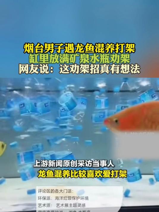 男子遇龙鱼混养打架 缸里放满矿泉水瓶劝架 网友:劝架招真有想法