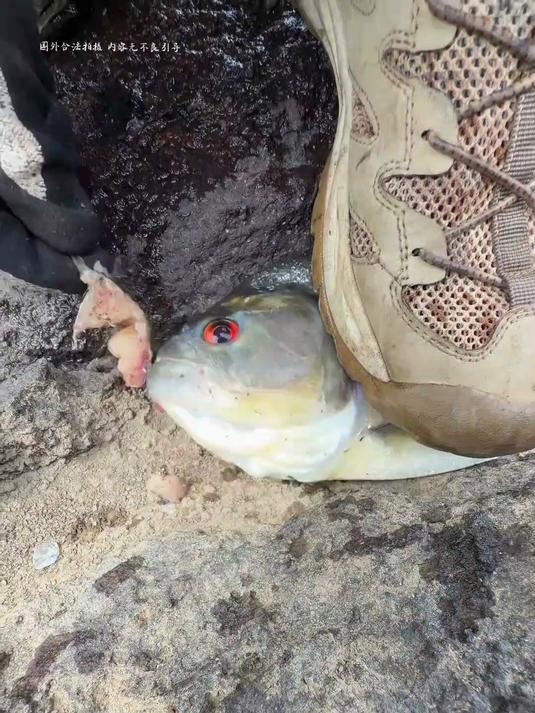 那海鱼刺身经常吃啊#荒野求生##优质视频激励计划#