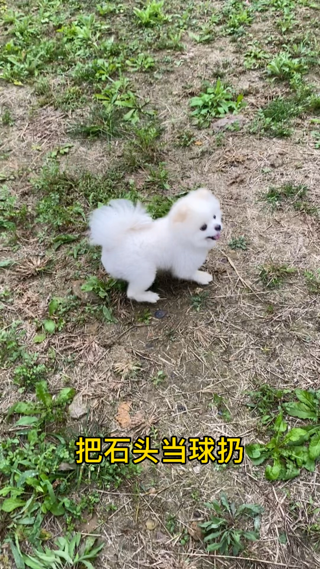 把石头当球扔,狗子能找到吗?看上去不太聪明的样子