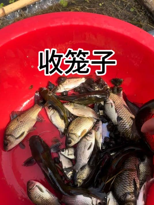 和老爸收笼子,全是杂鱼锅贴,看着真美味!