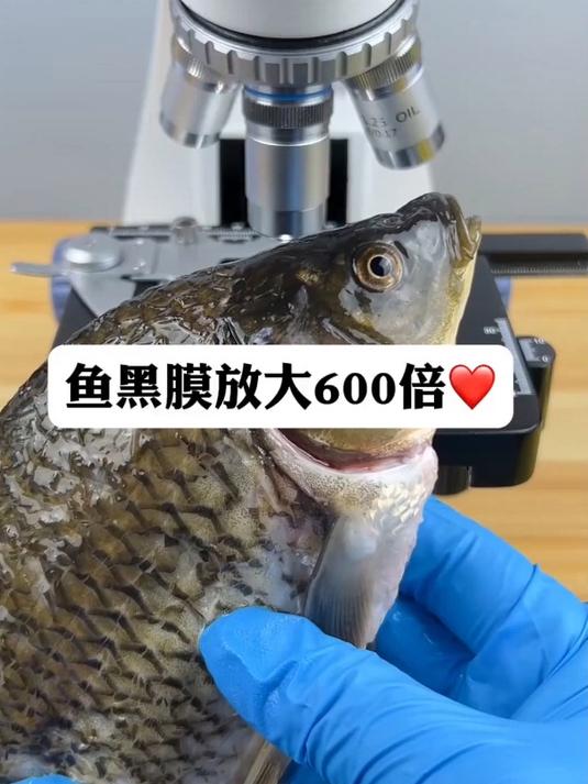 鱼黑膜真的不能吃吗