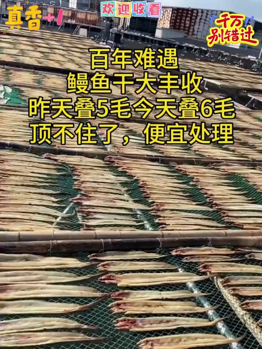 无盐淡晒鳗鱼干东海鳗鱼干新晒鳗鱼干鲜度好去头尾切段鳗鱼干#鳗鱼干#