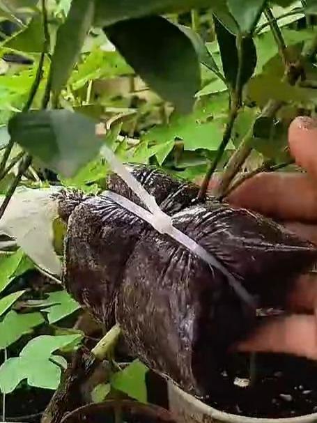 又学会一个高压繁殖的技巧