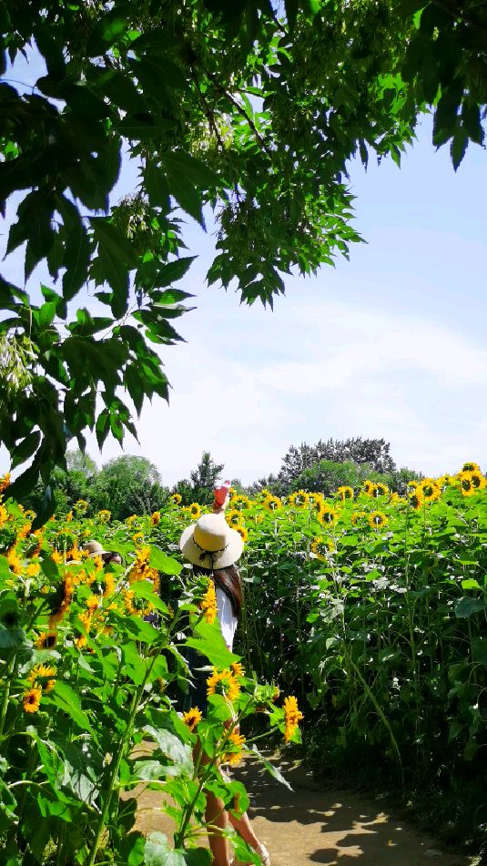 花田野趣奥森百亩向日葵