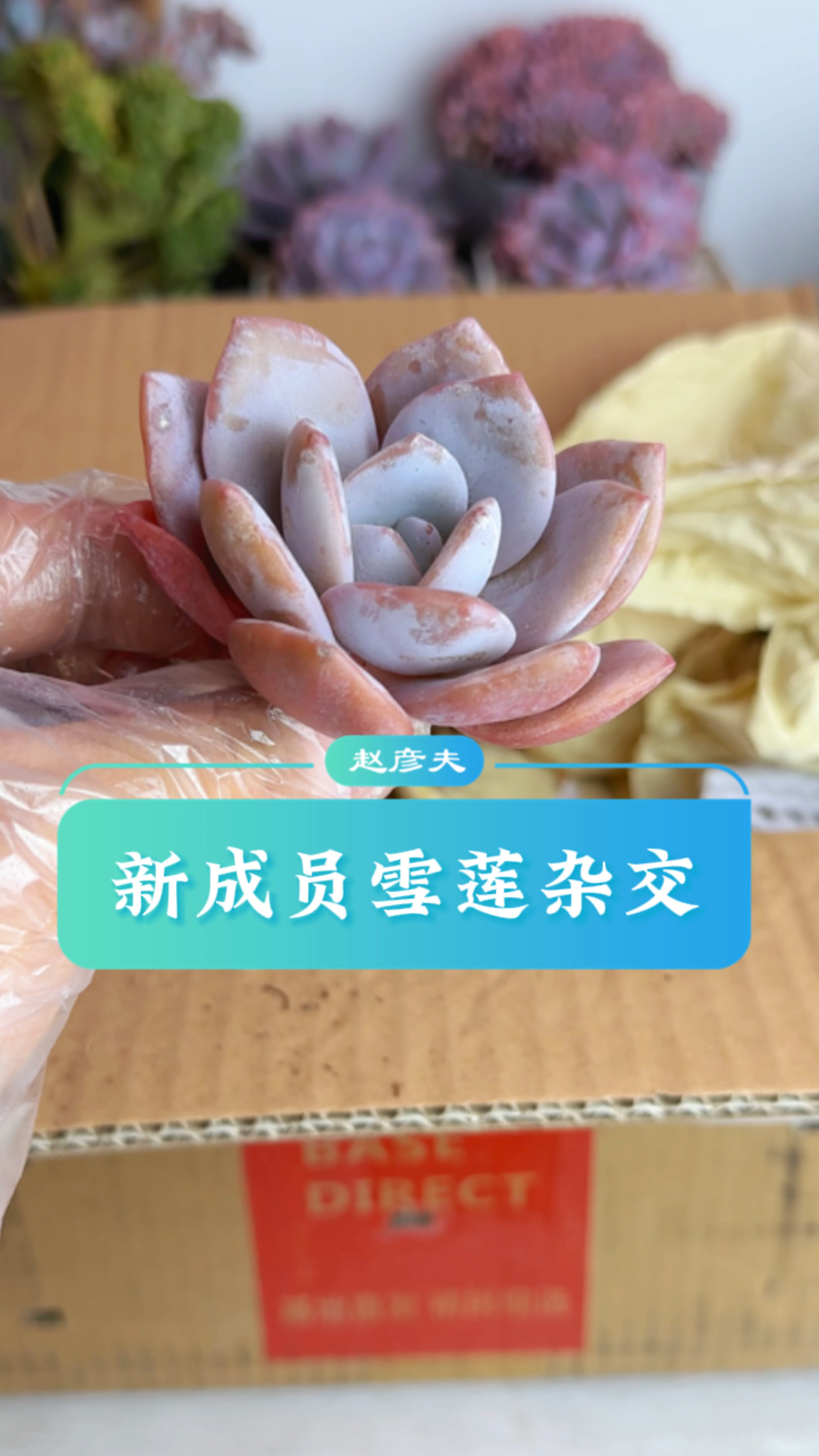 朋友们我又买多肉了,这个是雪莲的杂交,你们看它是什么品种?
