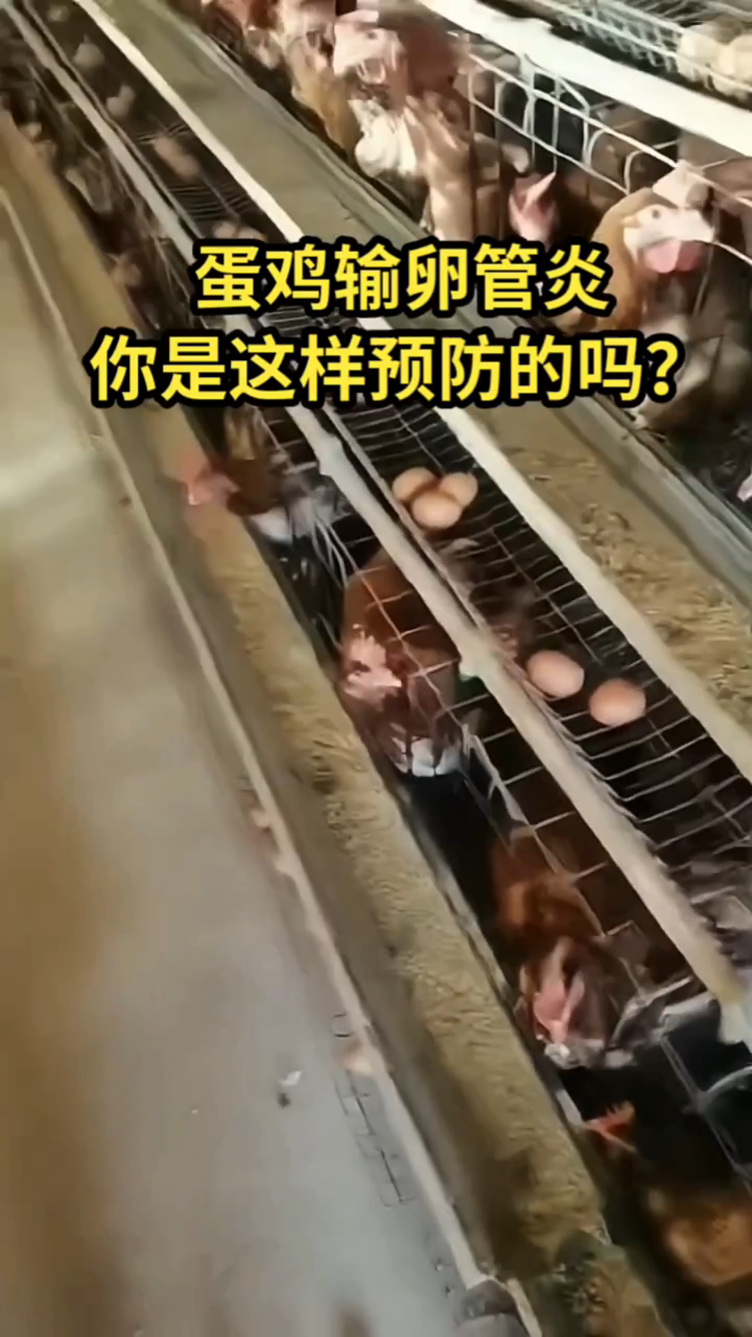 蛋鸡输卵管炎你预防了吗