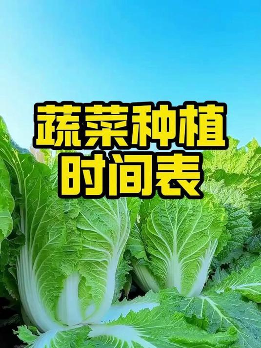 八月蔬菜种植时间表