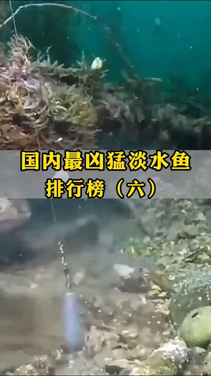 国内最凶猛淡水鱼排行榜
